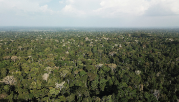 An aerial view shows the Amazon rainforest near Altamira, Para state, Brazil (Reuters/Nacho Doce)
