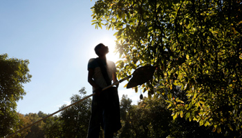 A farm worker looks for avocados in San Isidro orchard in Uruapan, in Michoacan state, Mexico, January 31, 2017 (Reuters/Carlos Jasso)