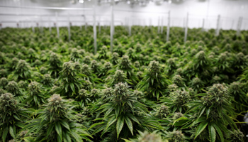 Chemdawg marijuana plants grow at a facility in Ontario, Canada, October 29 (Reuters/Blair Gable)