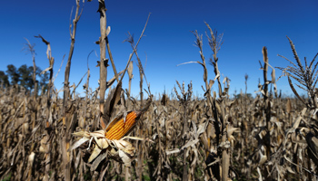 Corn crops in Lujan, Buenos Aires province (Reuters/Agustin Marcarian)
