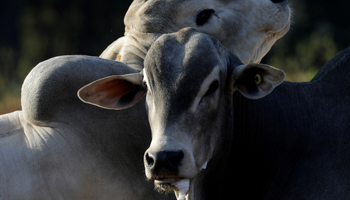 Zebu cattle on a Brazilian farm (Reuters/Paulo Whitaker)