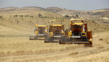 Workers harvest wheat in Berouaguia, Algeria, July 2013 (Reuters/Ramzi Boudina)
