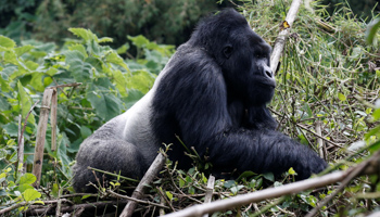 An endangered silverback high mountain gorilla in Rwanda’s Volcanoes National Park, January 9, 2018. (Reuters/Thomas Mukoya)