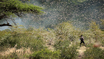 A swarm of desert locusts descends on a farm near Jijiga, Ethiopia, January 12 (Reuters/Giulia Paravicini)