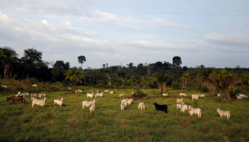 Cattle grazing in a deforested area of Amazonia (Reuters/Nacho Doce)