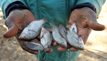 A fisherman shows his catch from Lake Wegnia, Mali (Reuters/Arouna Sissoko)