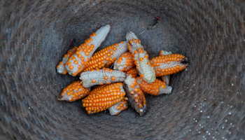 Stunted corn in a rattan basket in Yunnan province, China (Reuters/Aly Song u000d)