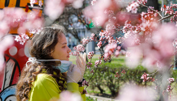 A girl removes her mask to smell the flowers on a blooming tree following the outbreak of COVID-19 in Skopje, North Macedonia, March 20 (Reuters/Ognen Teofilovski)