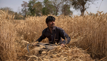 A migrant worker, who returned home during the COVID-19 lockdown, harvesting wheat (Reuters/Danish Siddiqui)