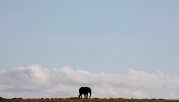 An elephant walks through Kenya's Masai Mara National Reserve, October 15, 2019 (Reuters/Baz Ratner)