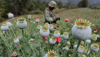 A soldier stands guard beside poppy plants before a poppy field is destroyed during a military operation in Coyuca de Catalan, Mexico. Picture taken April 18, 2017 (Reuters/Henry Romero)