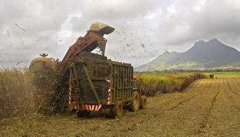 Sugar cane cutting, Mauritius, 2012 (Shutterstock)