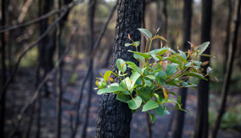 New plants grow in bushfire-hit areas of Australia (Shutterstock/Jamen Percy)