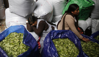 Coca sellers at the Villa Fatima coca market in La Paz (Rodrigo Sura/EPA-EFE/Shutterstock)