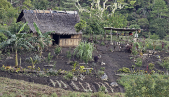 Subsistence farmhouse and garden, Papua New Guinea (FLPA/John Holmes/Shutterstock)