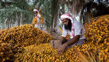 Date cultivation at a farm in Oman (Haitham Al Farsi/Solent News/Shutterstock)