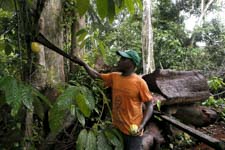 A man works next to a felled tree in a cocoa field in the Alepe region, 55 kilometres south of Abidjan, October 14, 2020 (Legnan Koula/EPA-EFE/Shutterstock)
