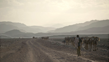 A camel caravan crossing Ethiopia's Afar Region (Michael Tsegaye/EPA/Shutterstock)