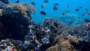 Coral reefs grow in the waters of Tatawa Besar, Komodo islands, Indonesia (Dita Alangkara/AP/Shutterstock)