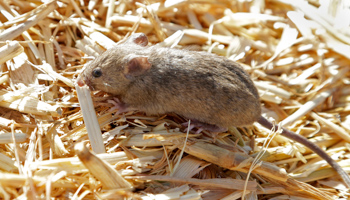 A mouse sits on top of hay stored on a family farm in New South Wales, which is experiencing an unprecedented plague of mice, May 20 (Rick Rycroft/AP/Shutterstock)