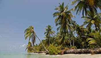 Palm trees on a beach on Lakshadweep’s Bangaram island (Olaf Kruger/imageBROKER/Shutterstock)
