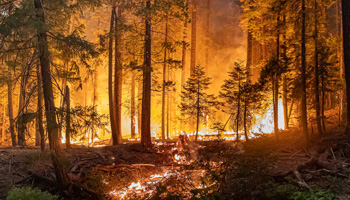 California's Wildfire, Caldor, United States, August (Michael Nigro/Pacific Press/Shutterstock)