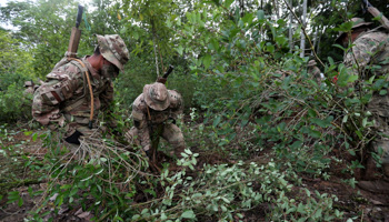 Soldiers destroy coca crops in Cochabamba, April 2021 (Martin Alipaz/EPA-EFE/Shutterstock)