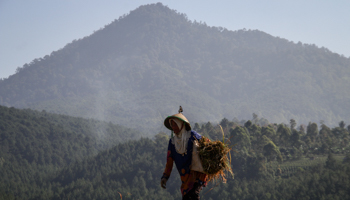 A farmer at work in Indonesia (Algi Febri Sugita/NurPhoto/Shutterstock)