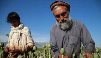 Afghan farmers extract raw opium from poppy buds in Nangarhar province, Afghanistan. May, 2020 (Ghulamullah Habibi/EPA-EFE/Shutterstock)