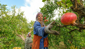 Pomegranate harvesting, Tunisia 28 Oct 2021 (Shutterstock)