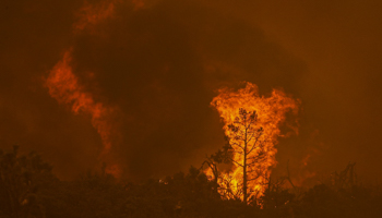 A tree burns as the Bobcat wildfire reaches Cruthers Creek in California, September 18, 2020 (Irfan Khan/Los Angeles Times/Shutterstock)