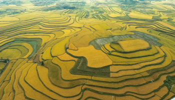 Rice fields in Guizhou (Xinhua/Shutterstock)