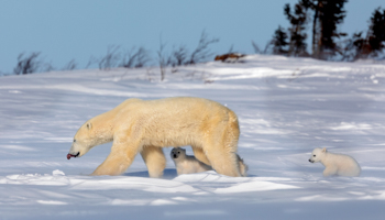 Polar Bear and cubs in the Wapusk National Park, Manitoba, November 25, 2021 (Brian Matthews/Solent News/Shutterstock)