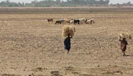 Malian herders (Nic Bothma/EPA/Shutterstock)
