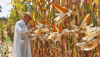 An agronomist observes the growth of corn at a cultivating base in China (Xinhua/Shutterstock)