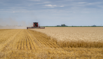 The wheat harvest in Argentina (Patricio Murphy/SOPA Images/Shutterstock)