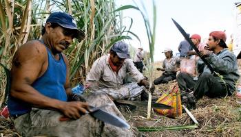 Farm workers take a break during the sugar cane harvest in Veracruz, Mexico (David Hernandez/EPA/Shutterstock)