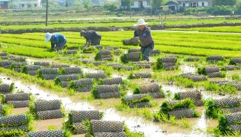  Farmers work in rice paddies in Sichuan Province (Xinhua/Shutterstock)