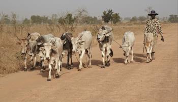 Cattle being driven to market, Senegal (FLPA/Shutterstock)
