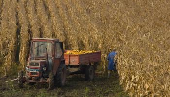 Harvesting maize crop near Saschiz, Transylvania (Bob Gibbons/Flpa/imageBROKER/Shutterstock)