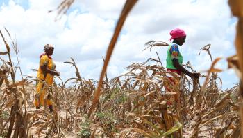 Farmers walk through a field of maize withered by drought, Kenya, March 23, 2022. (Xinhua/Shutterstock)
