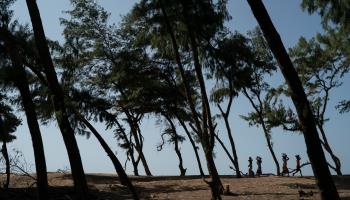Trees planted on the Senegal coast as part of the Great Green Wall (Leo Correa/AP/Shutterstock)