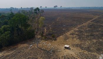 Cattle grazing on recently deforested land in Para state (Andre Penner/AP/Shutterstock)