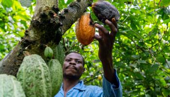 A farmer inspects diseased cocoa fruits in Ghana (Muntaka Chasant/Shutterstock)