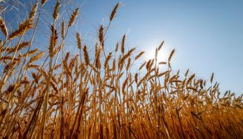 A field of wheat in Canada (Canadian Press/Shutterstock)