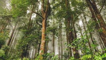 Evergreen forest in Bali (Konstantin Aksenov/Shutterstock)