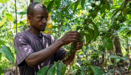 A Ugandan farmer inspects his organic coffee crop, September 5 (Hajarah Nalwadda/AP/Shutterstock)