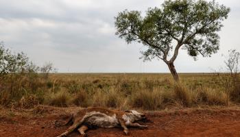 Dead livestock affected by the drought in Argentina (Juan Ignacio Roncoroni/EPA-EFE/Shutterstock)