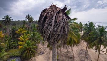 Diseased coconut tree, Ghana (Muntaka Chasant/Shutterstock)