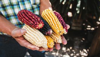  A man displays cobs of corn of various colours, Mexico. (Shutterstock)